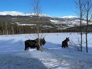 Snow and ski sports - Breck Mountain View Townhome (Breckenridge)