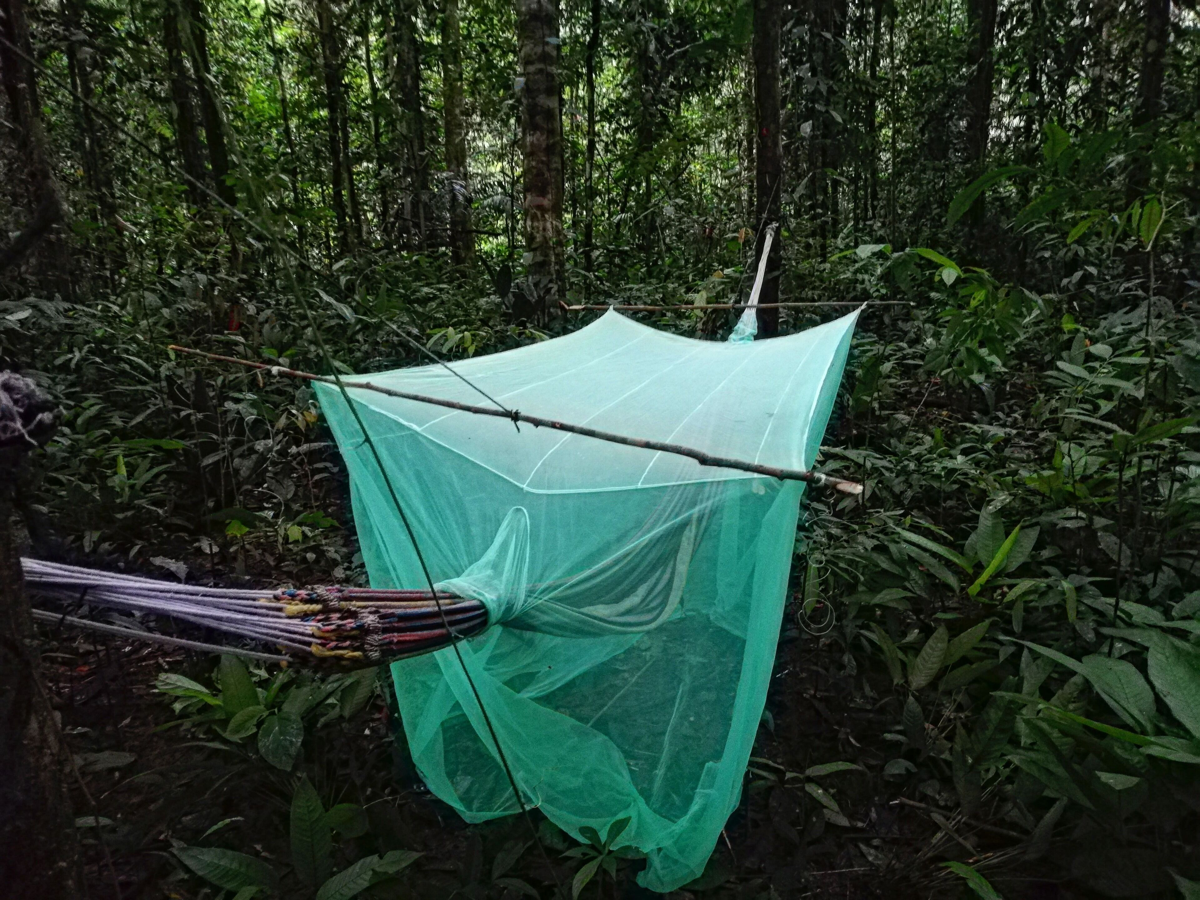 A tent set up in a forested area with dense foliage.