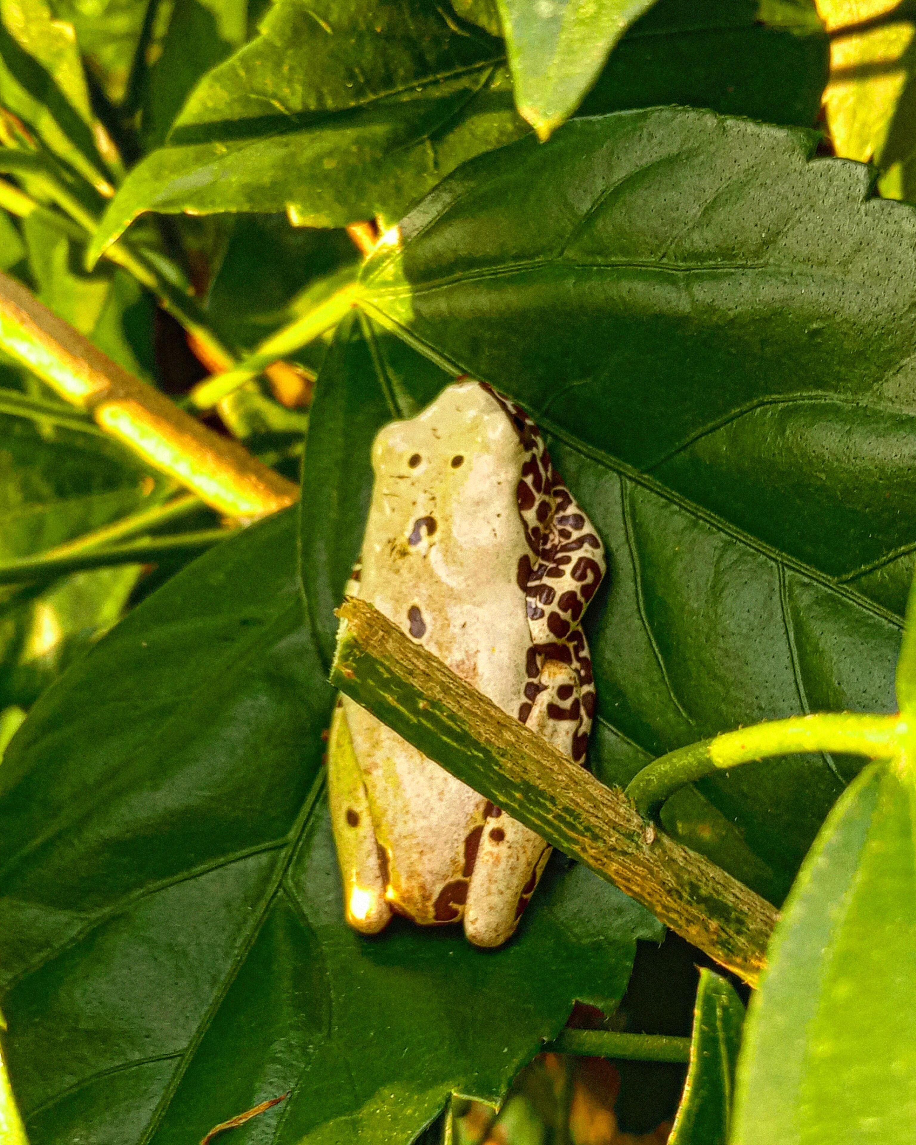 Une grenouille sur une feuille verte.