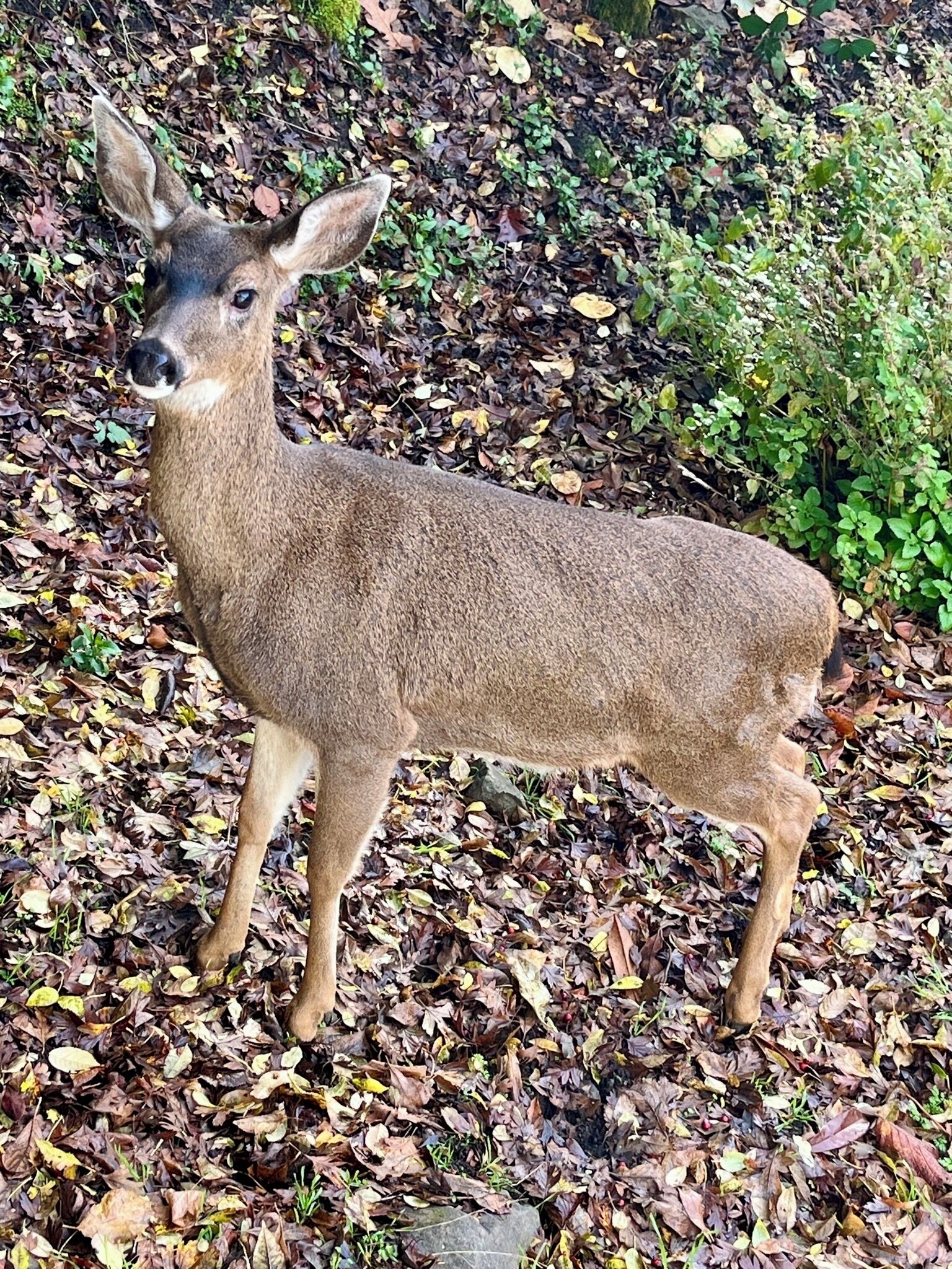 A deer standing on a ground covered with dry leaves.