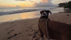 Ein Hund am Strand mit Blick auf den Ozean und einen Sonnenuntergang.