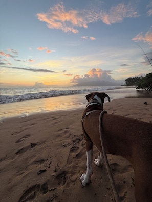 A dog on a beach with a view of the ocean and a sunset.