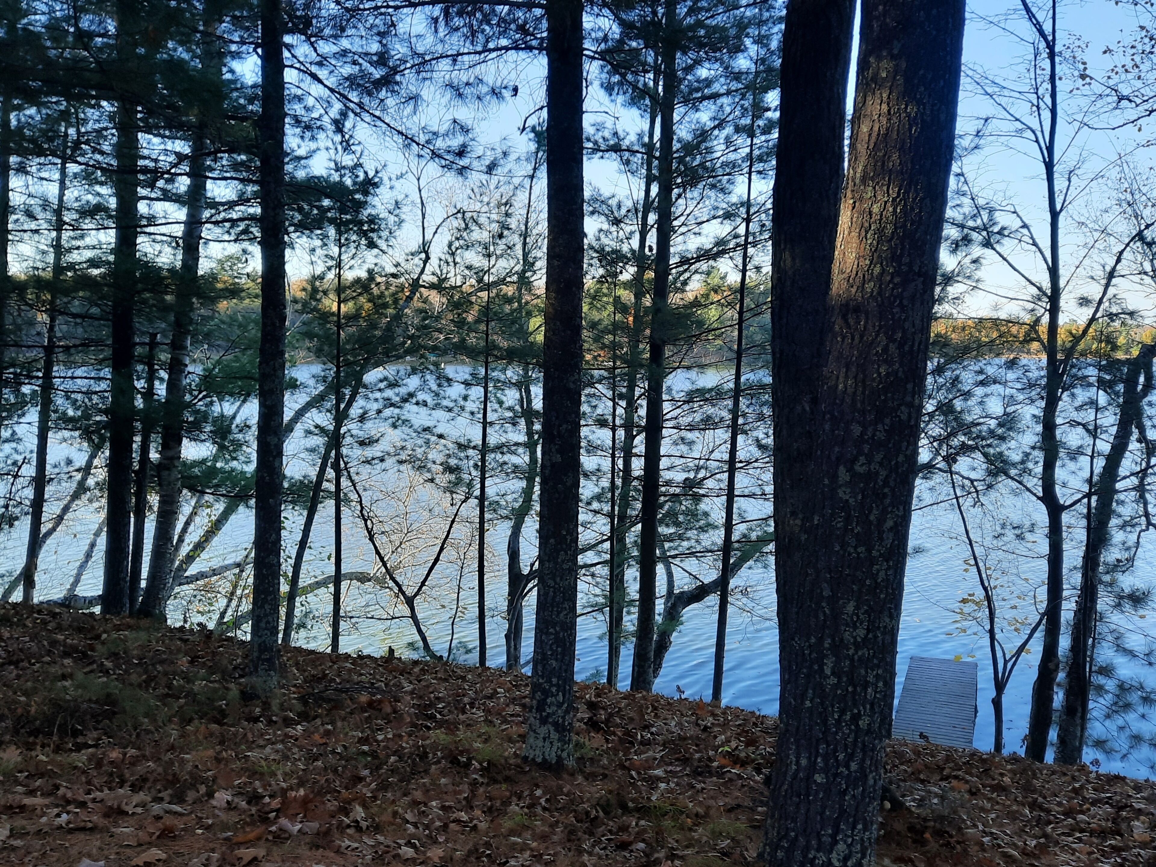 Un área boscosa con un lago, árboles y un muelle.