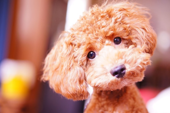 A close-up of a curly-haired dog.