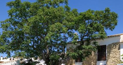 Molino restaurado con piscina privada en el oeste de Granada