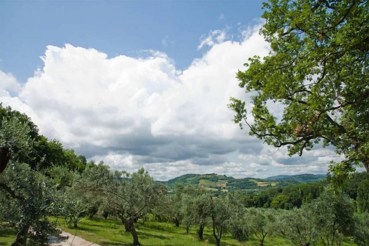 Landschaft mit Olivenbäumen und einem Weg.