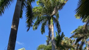A courtyard with palm trees, a building with a green roof, and a person walking. - Anse des Rochers lovely "1,2,3 Soleil" studio with superb sea view. (Saint Francois)