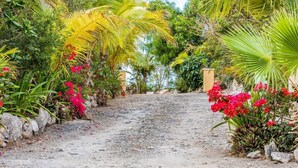 A pathway flanked by lush greenery and flowering plants leading to a building. - Chalk Sound Waterfront Cottage: Pool & Kayak (Providenciales)