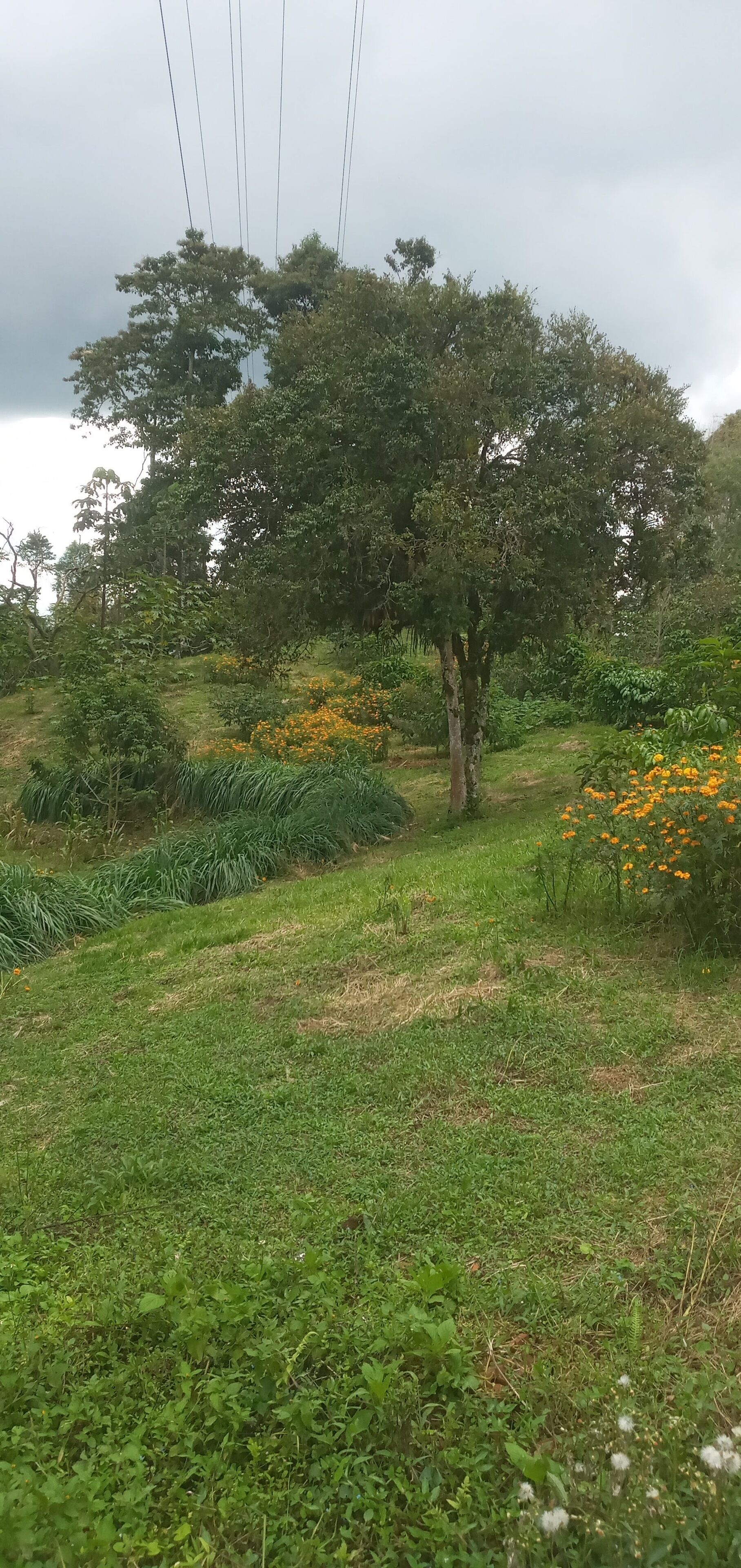 A grassy area with a tree and orange flowers.