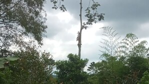 Un sendero de jardín con superficie de grava, rodeado de diversas plantas y árboles.