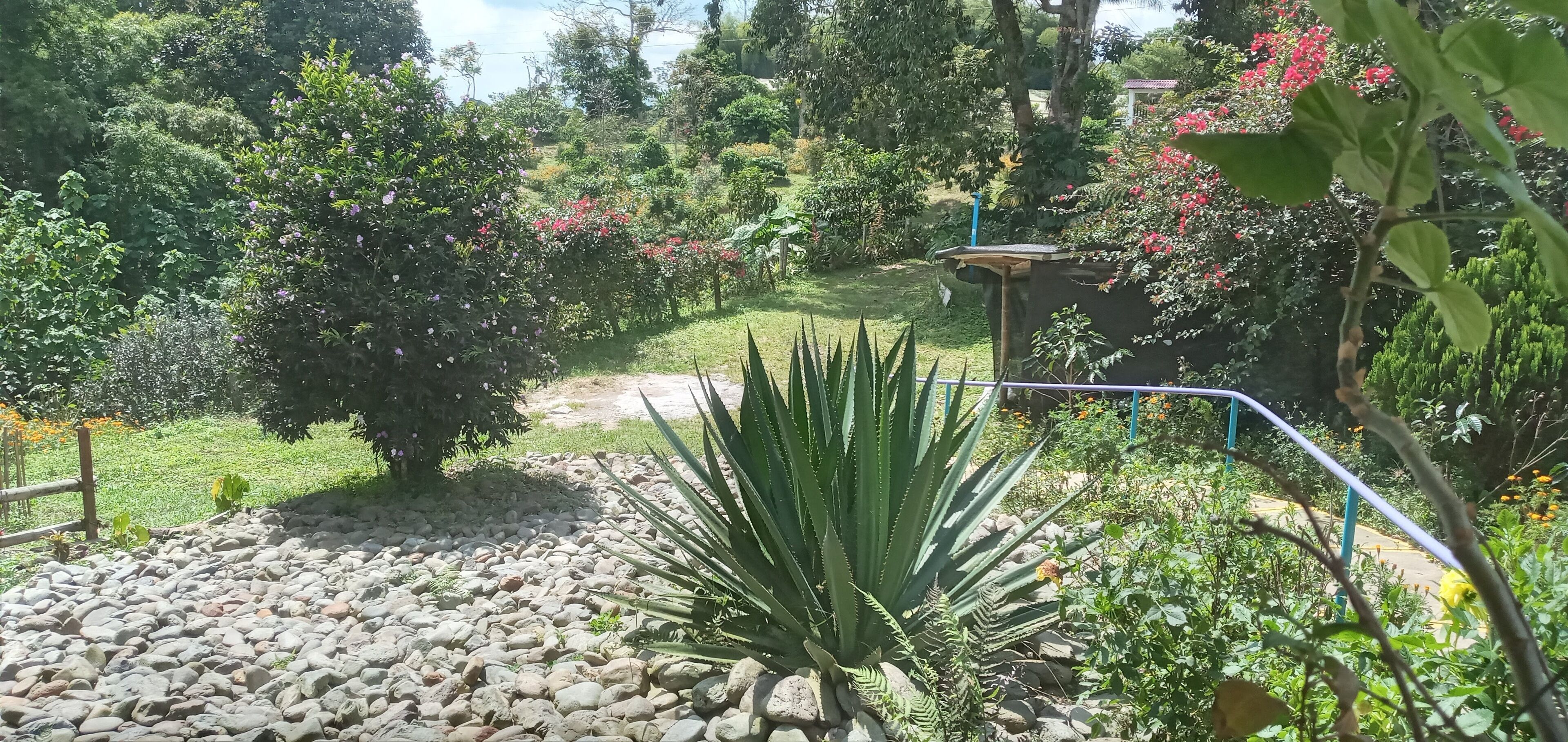 A garden with a variety of plants, a small pond, and a wooden fence.