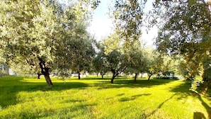 Een park met rijen bomen en een verzorgd gazon.