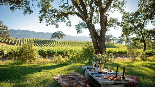 A picnic setup in a vineyard with a table set for a meal, surrounded by lush greenery and a large tree.