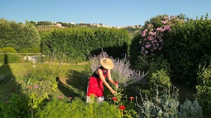 Property grounds - Belvedere Farmhouse: 2 Bedrooms, 2 Bathrooms, AC | Bolgheri & Sea at 10 minutes (Castagneto Carducci)