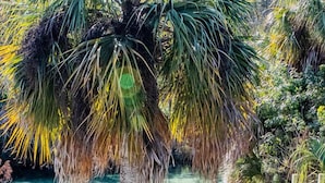 A pool area with a palm tree, red chairs, and a paddleboard. - Manatee Cove Apartment Star5Vacations (Weeki Wachee)