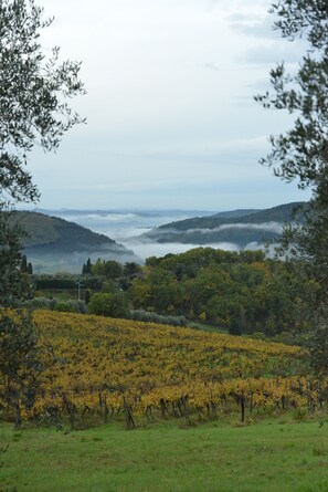 A vineyard with rows of grapevines and a hilly landscape in the background. - Cozy little retreat in wonderful location, with pool (località Fornello, Pontassieve)