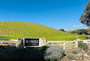 Viñedo con hileras de vid y un cartel que dice "SONS by Bodega de Bagar".