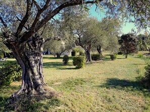 A park with mature trees, a grassy area, and a hammock.