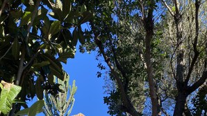 A stone staircase leading to a round tower with a small window, surrounded by lush greenery and trees. - Location, unique charm, beach, pool, forest, comfort, 360º views (Malveira da Serra)