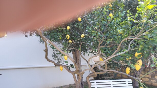 A tree with lemons, a white bench, and a stone bench with a cushion. - Casa Villaggio Pirandello (Agrigento)