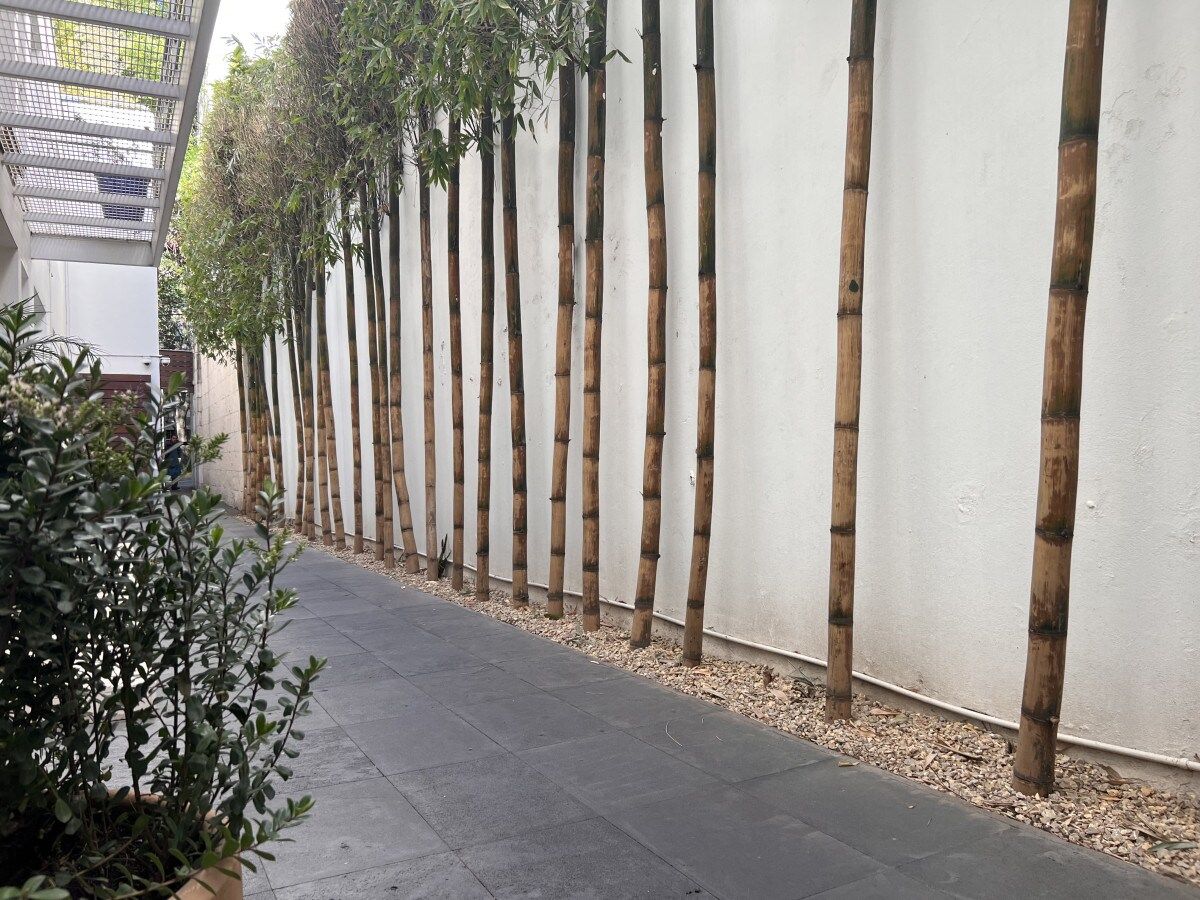 A pathway lined with bamboo trees and a white wall.