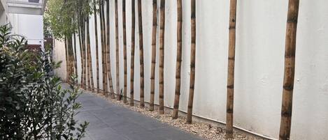 A pathway lined with bamboo trees and a white wall.