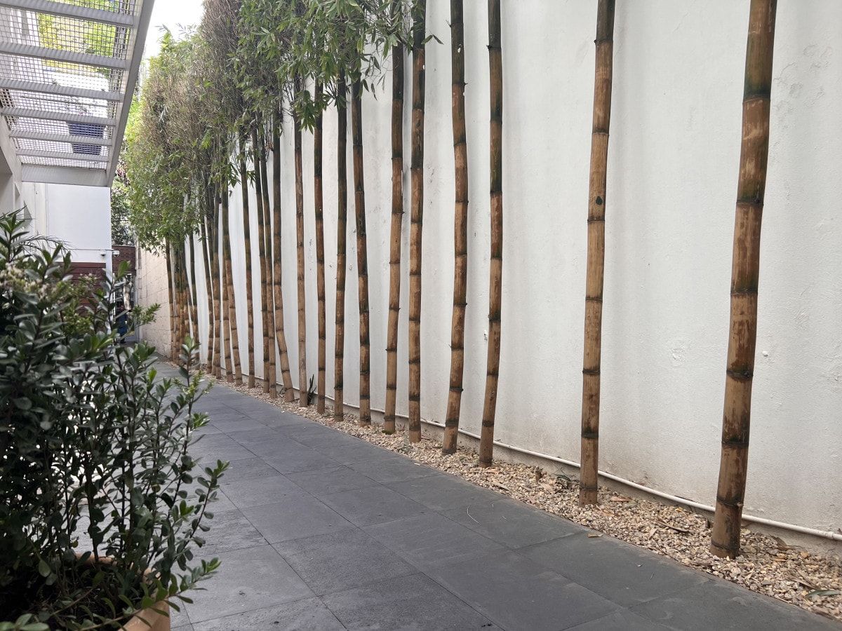 A pathway flanked by bamboo plants and a white wall, leading to a covered area with a metal roof.
