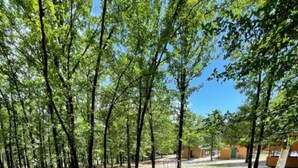 A forested area with trees and a clear sky. - Antler Ridge Cabin #4 (Sulphur)