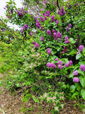 A dense cluster of purple flowers with green foliage, indicating a natural, possibly wild environment. - Amor Vida — a quiet 1910 farmhouse in the Colorado countryside (Ault)