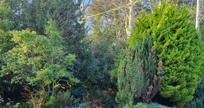 5 Star, Cosy, characterful thatch cottage in a designated area of natural beauty