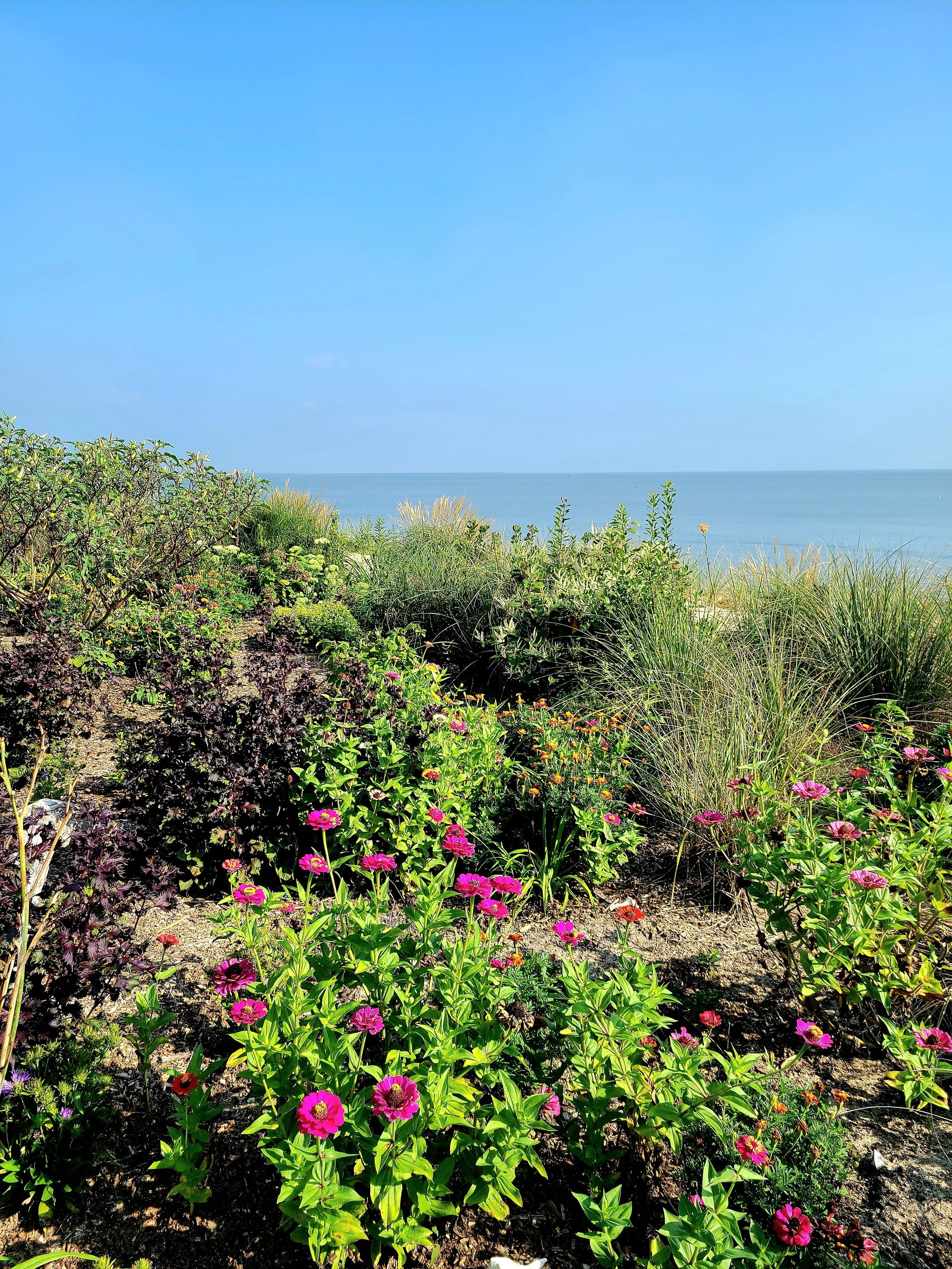 A garden with various plants and flowers, a clear sky, and a view of the sea.