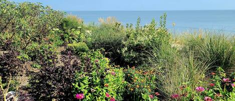 A garden with various plants and flowers, a clear sky, and a view of the sea.