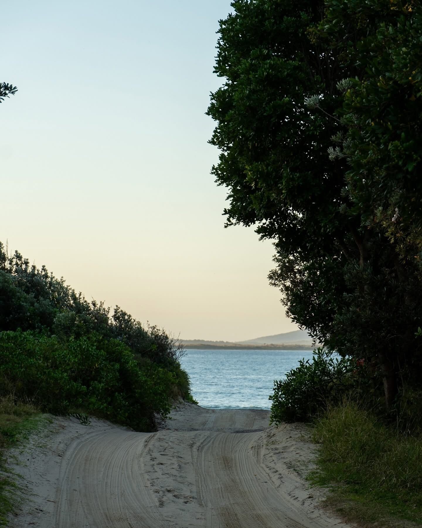 A sandy path leading to a body of water, surrounded by dense greenery.