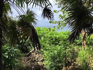 A lush tropical garden with dense foliage and a view of the ocean.
