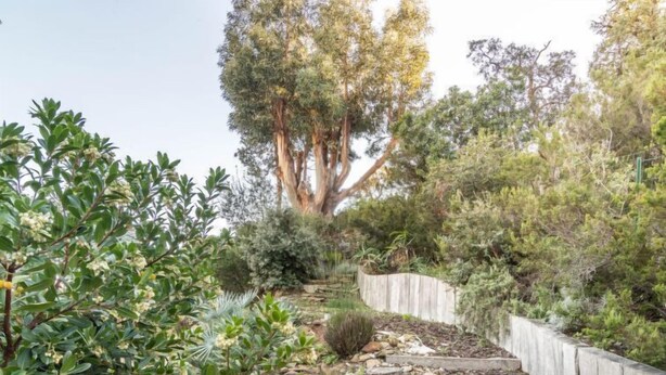 Ein Garten mit einer Holzterrasse, verschiedenen Sträuchern und einem großen Baum.