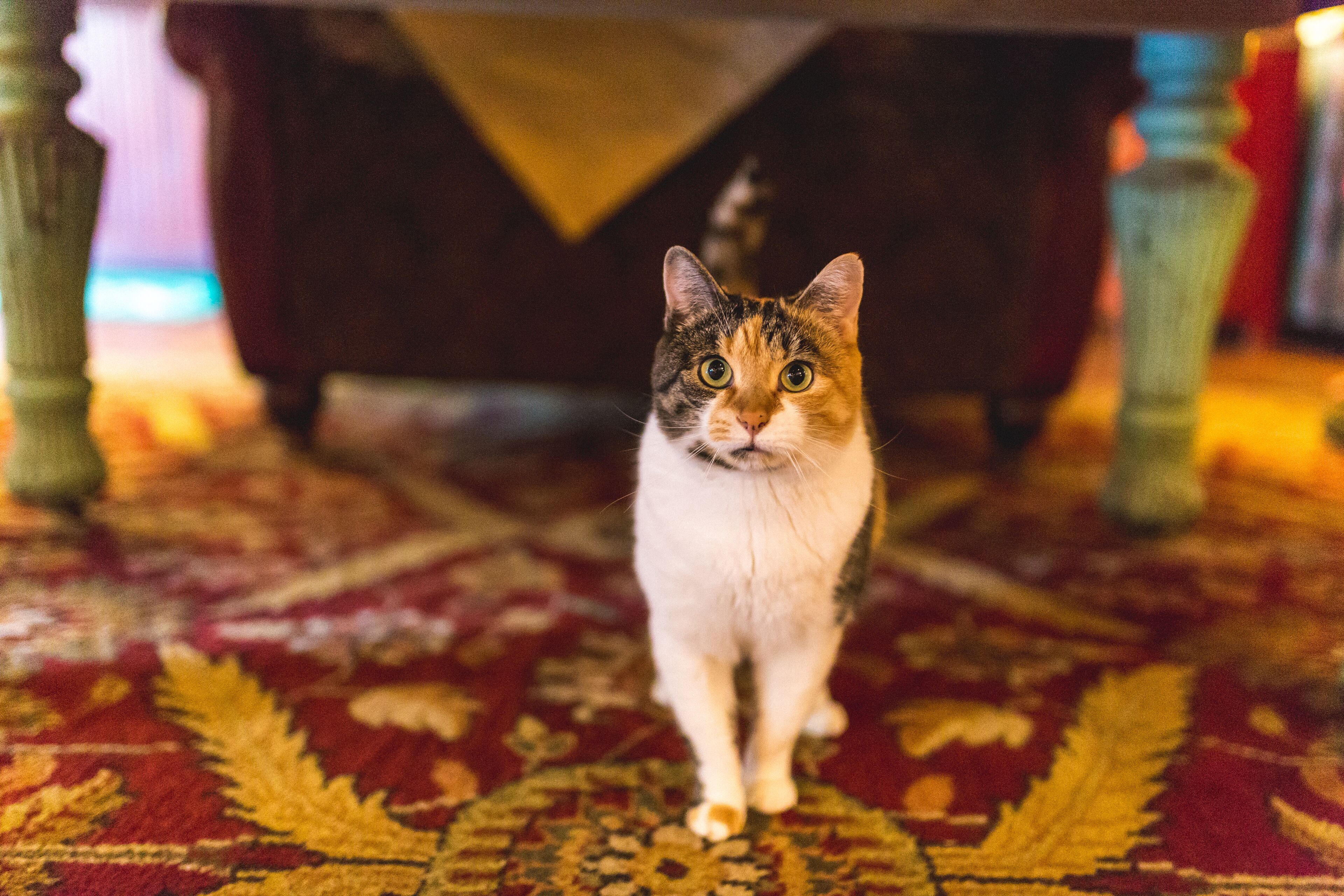 A cat standing on a patterned carpet under a table.