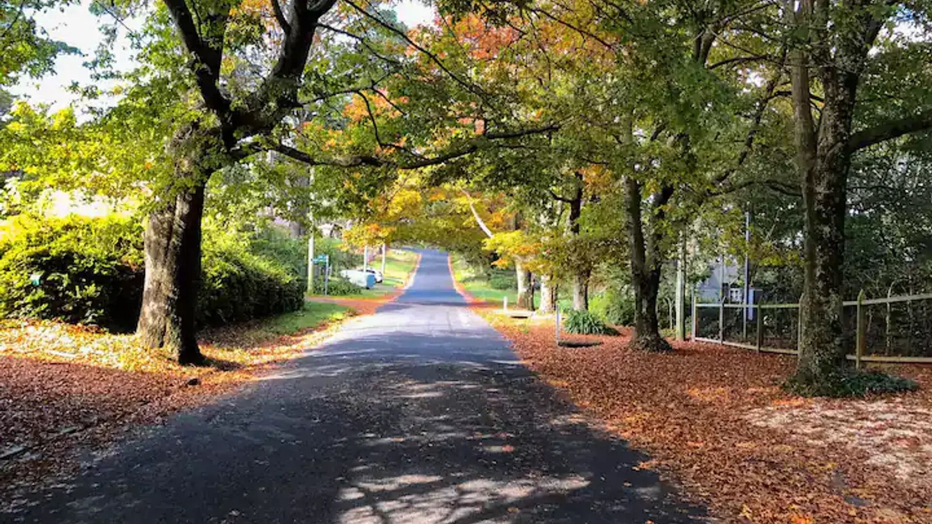 A tree-lined road with a clear path, surrounded by autumn foliage.
