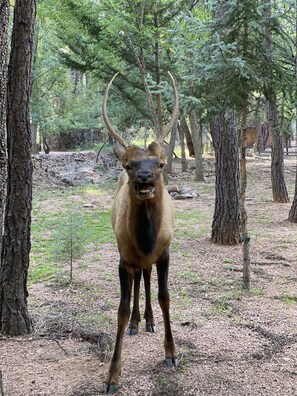 A deer in a forested area with trees and a dirt ground.