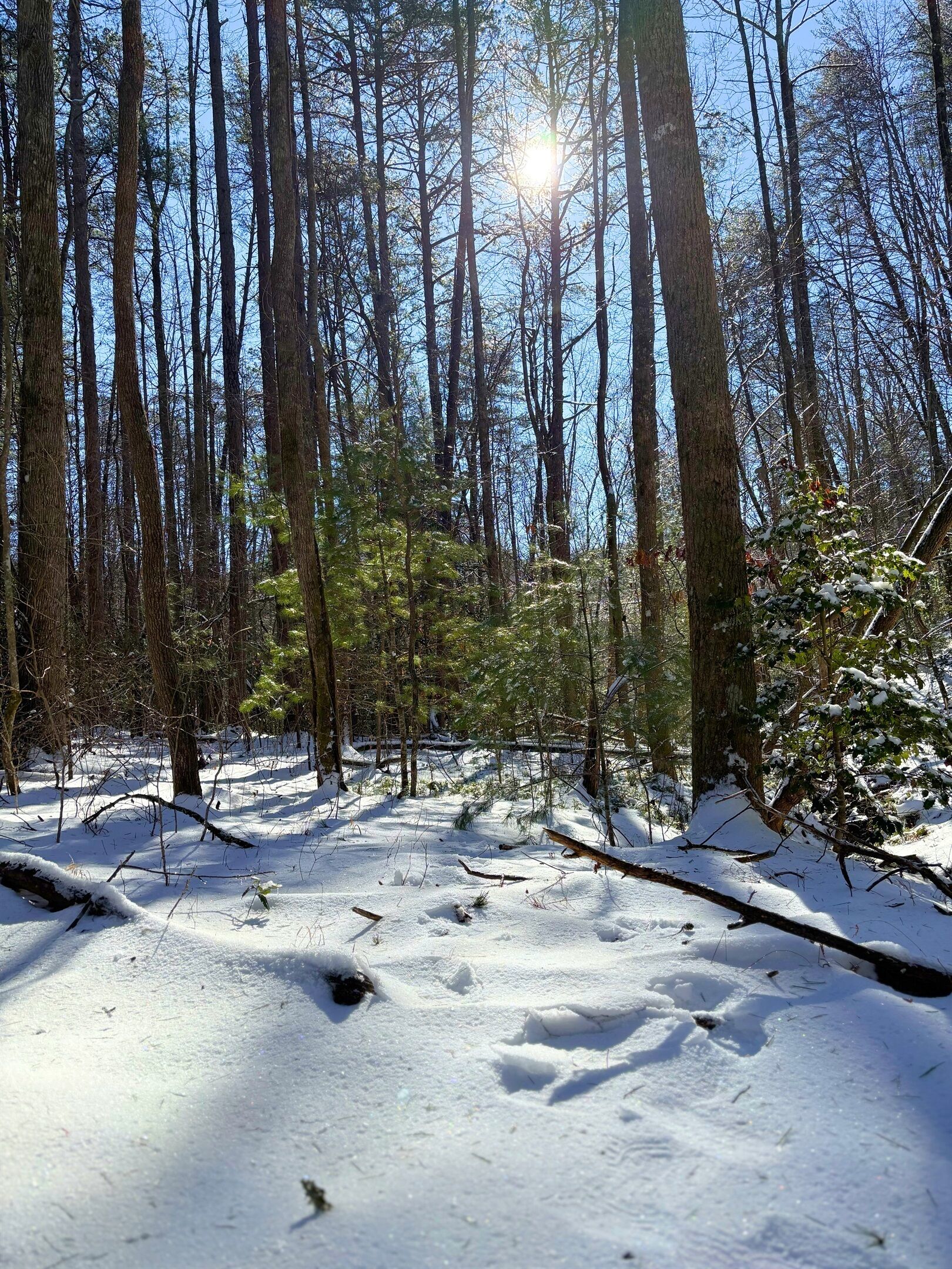 Une forêt aux arbres imposants, dont le sol est recouvert de neige.