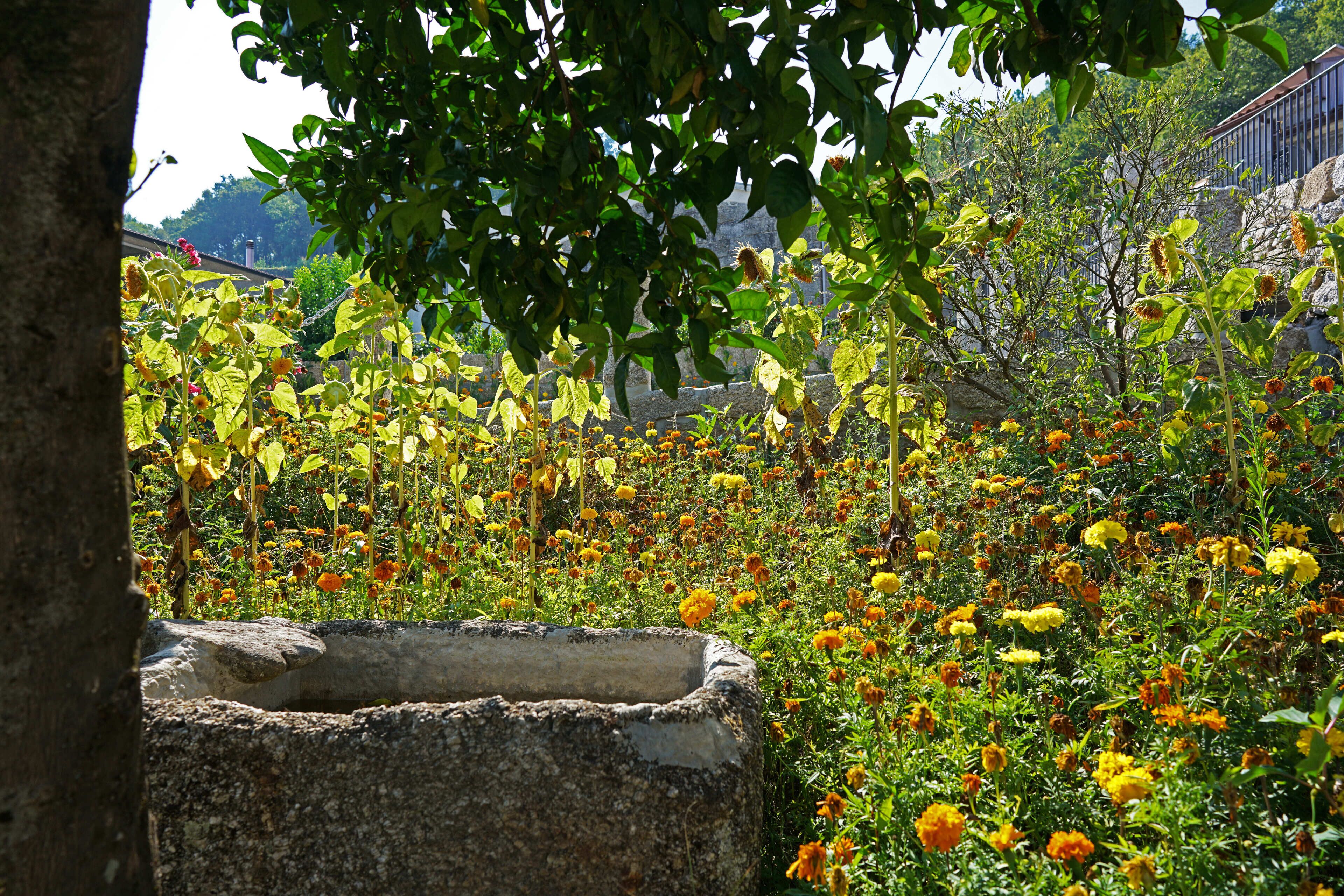 A garden with a stone structure surrounded by various plants and flowers.
