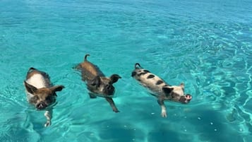 Divers