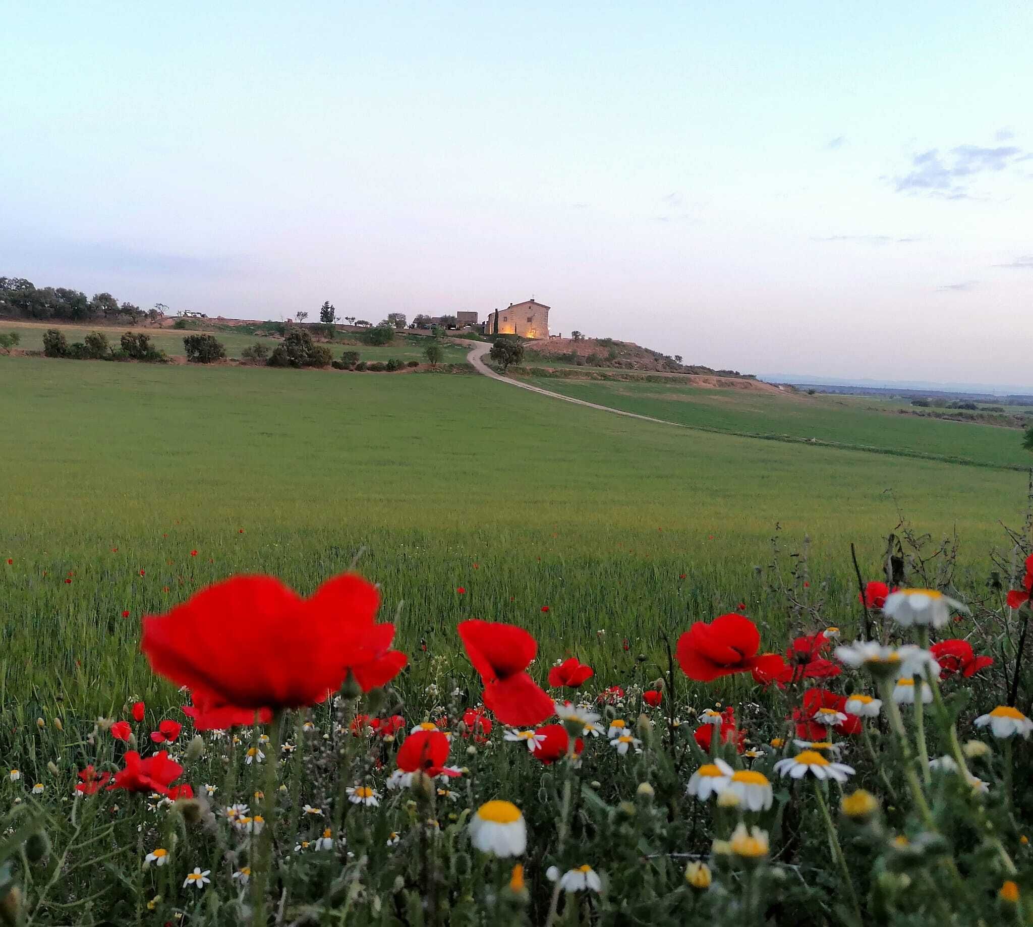 A rural landscape with a field of red poppies and daisies, a winding path, and a building on a hill in the distance.