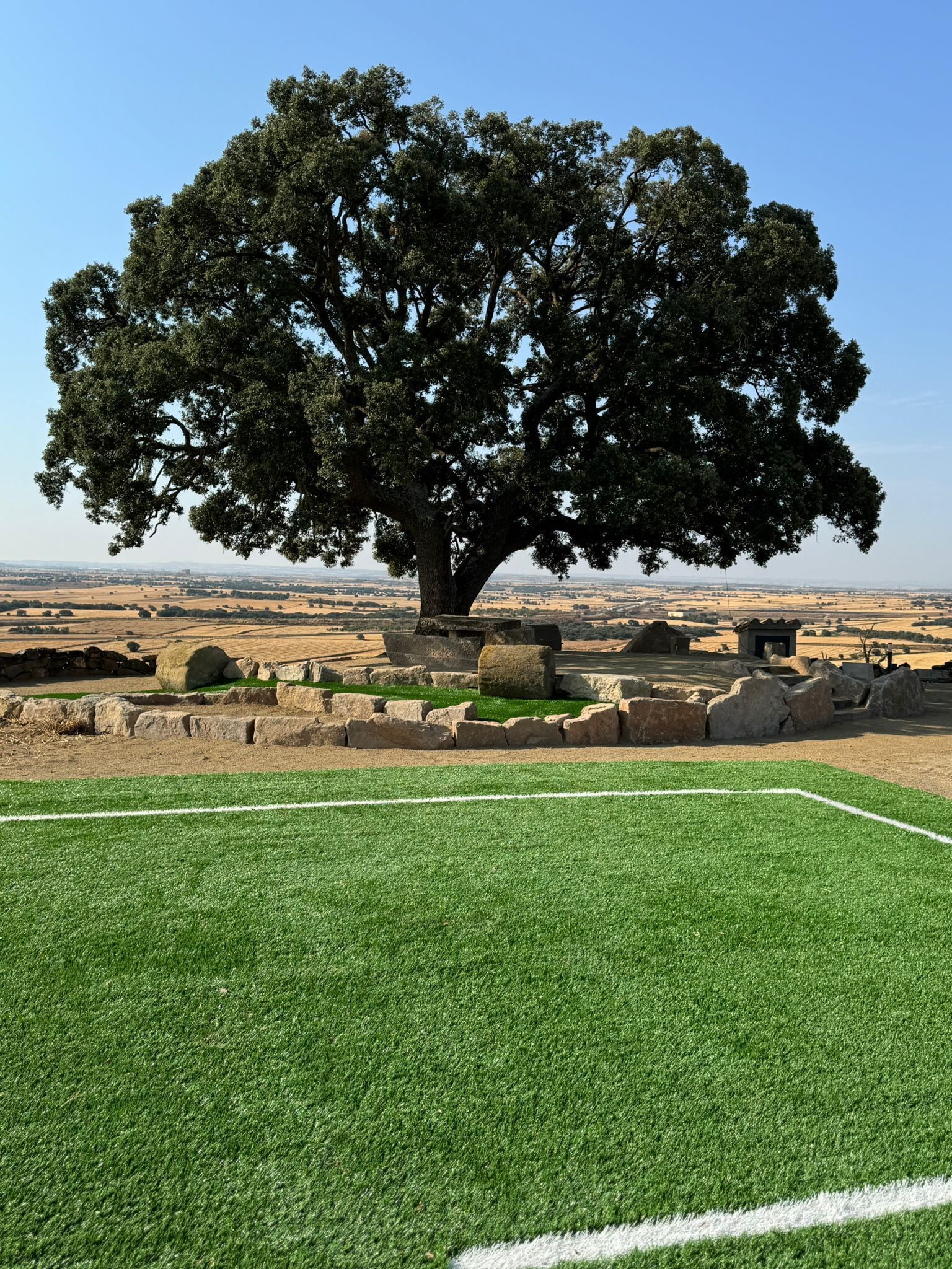 Un gran árbol en un campo cubierto de hierba, con cielo despejado.