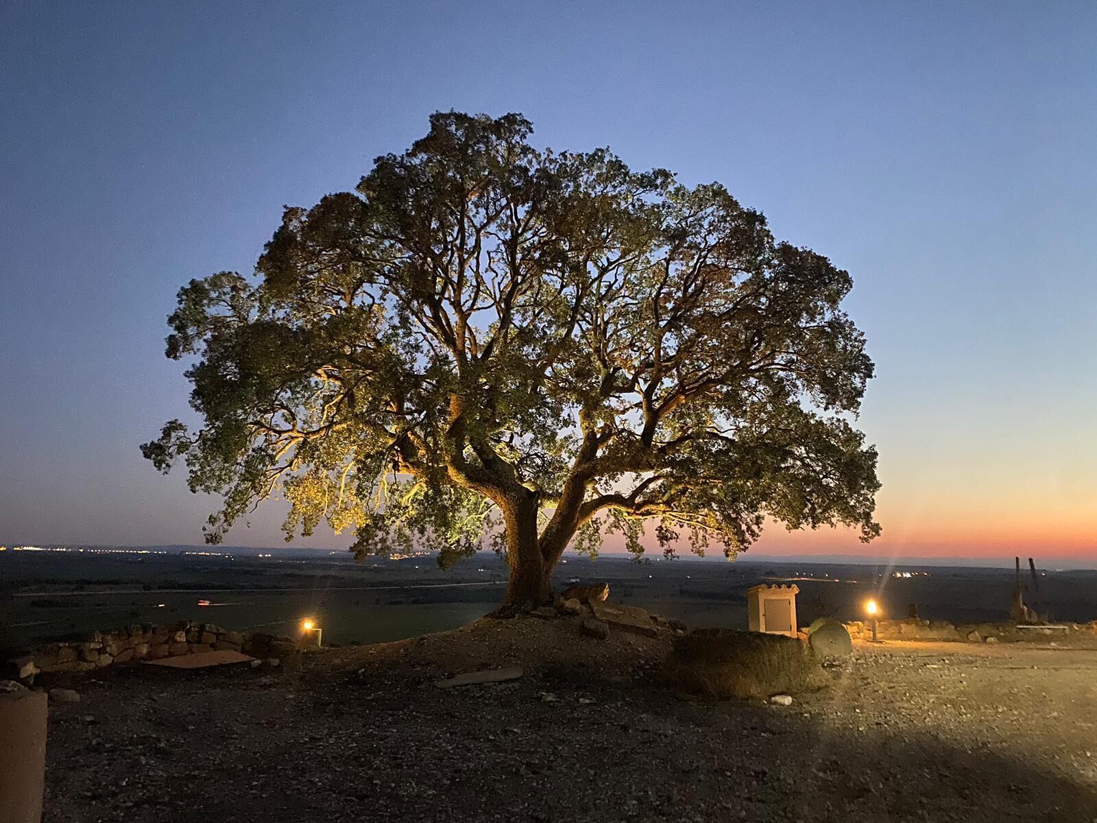 Un árbol grande con un follaje frondoso, un muro de piedra y una pequeña construcción al frente.