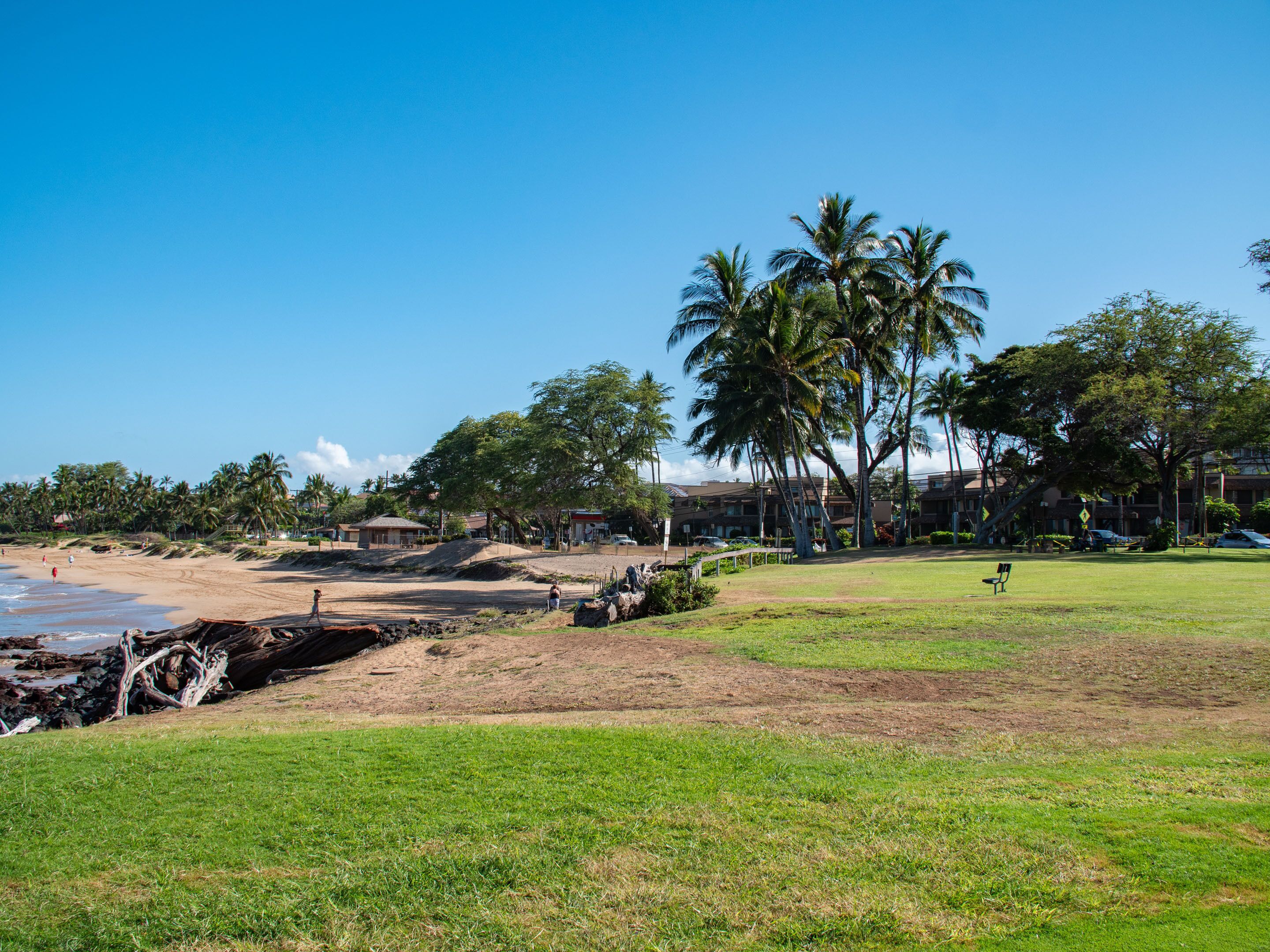 A beachfront area with a grassy field, palm trees, and a beach.