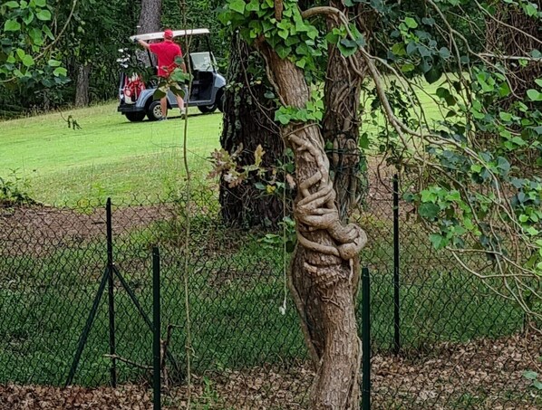 A golf course with a chain-link fence, a golf cart, and a tree with a twisted trunk.