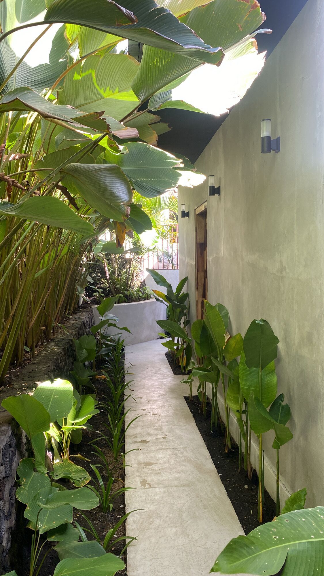 Un estrecho sendero de hormigón bordeado de grandes plantas verdes y un edificio blanco con techo oscuro.