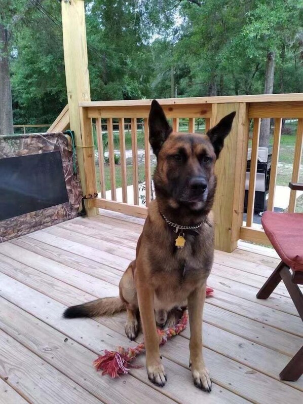 Un chien est assis sur une terrasse en bois, avec un jouet en corde à ses côtés. Il est entouré d’une balustrade en bois et, en arrière-plan, on aperçoit de la verdure.