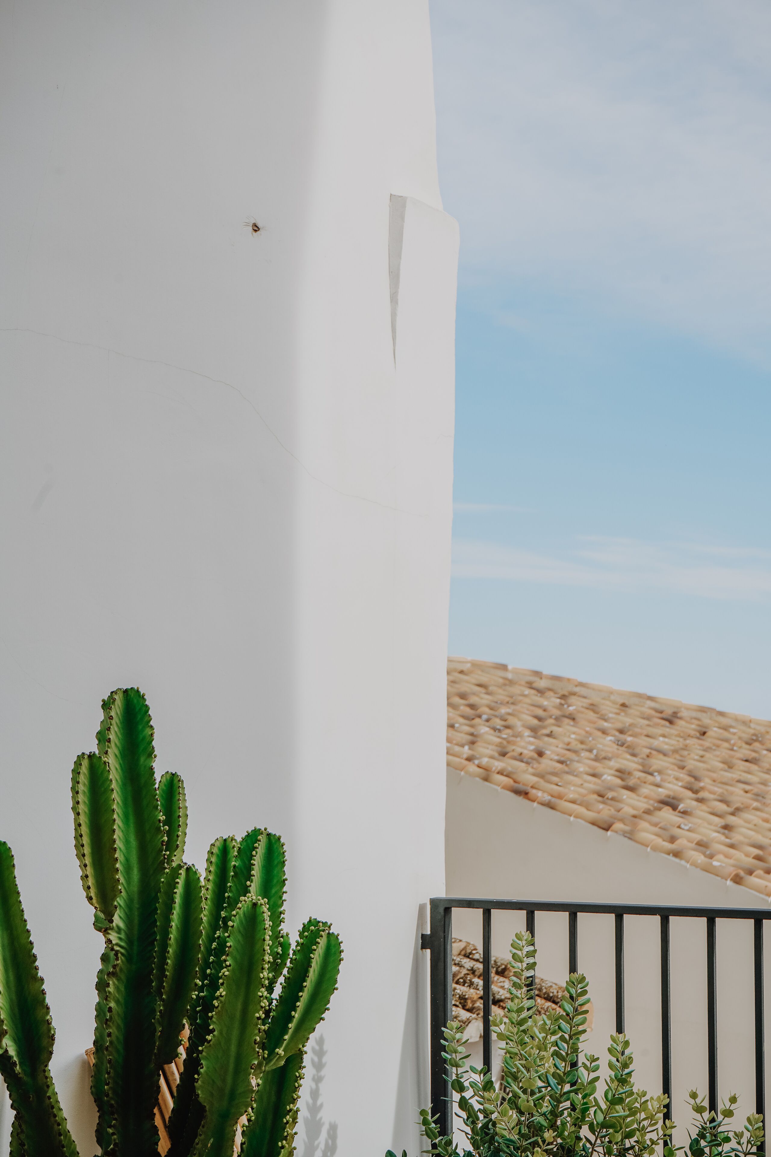 Pared blanca con una planta de cactus en primer plano y un tejado de baldosas al fondo.