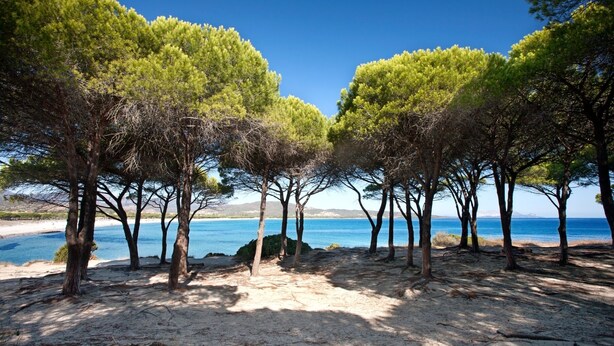 A beach with trees and a clear blue sea. - three-room apartment in pine forest two bathrooms (Baia Sant'Anna)